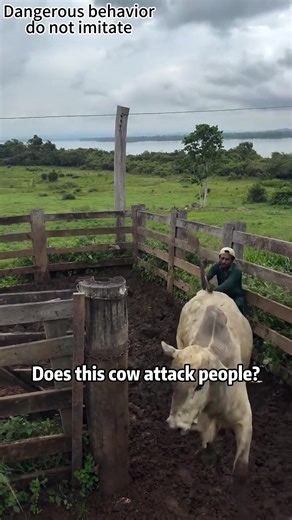 Does this cow attack people?#science #popular #usa #cow | cow