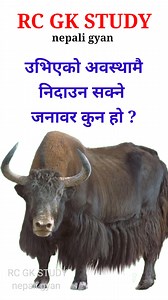 samanya gyan nepali | loksewa question gk | nepali question answer | interesting gk 2024 | RC GK STUDY - nepali gyan