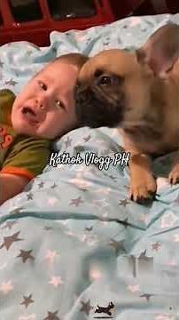 Dogs Reacting to Crying Babies – Funny & Heartwarming Compilation #dog #funny