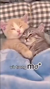 Bất Bình Thường - Whee | Mèo