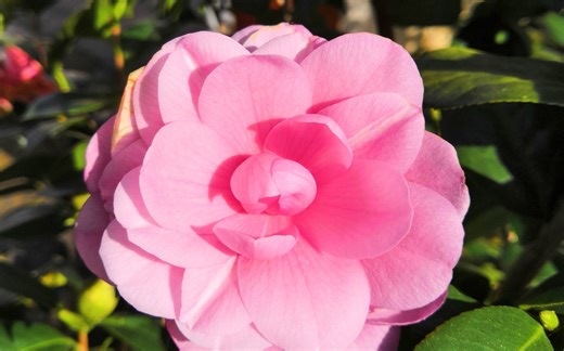 华为EMUI8.0升级9.0的方法