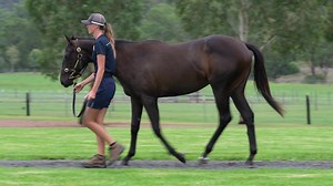 Golden Grove Stud Farm on Reels