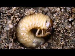 地中で見つけたコガネムシ科の幼虫
