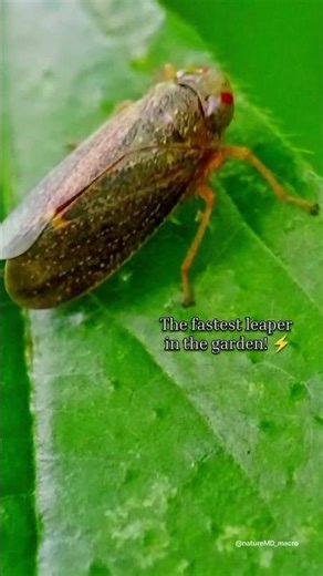 Is This Even Real? Tiny Alien-Like Insect 👀