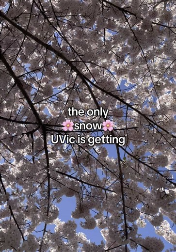 Capture Stunning Cherry Blossom Photos at UVic