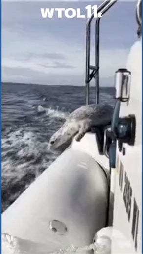 Seal escapes pod of killer whales by jumping on boat
