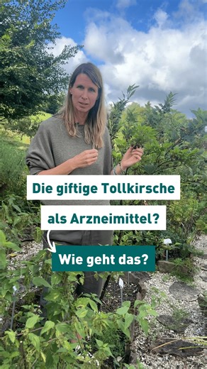🍒 Die Tollkirsche ist giftig. Und trotzdem verwenden wir sie als Arzneimittel? Ja! 🌿 In spagyrischer Form wird ihre Kraft sanft nutzbar gemacht: zum Loslassen, bei Magen-Darm-Krämpfen oder hämmernden Kopfschmerzen. #Spagyrik #Pflanzenkraft #Naturheilkunde #Amavita #Gesundheit #Wissenswert | Amavita