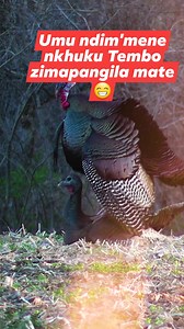 #mating #turkeys | Yanjanani Khongoni