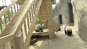 145K views · 2.2K reactions | Crap day? Here's some cute panda's on a slide. https://www.youtube.com/watch?v=sGF6bOi1NfA&spfreload=10 | iRadio | Facebook
