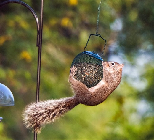 The Best Squirrel-Proof Bird Feeders and 12 Tips That Work