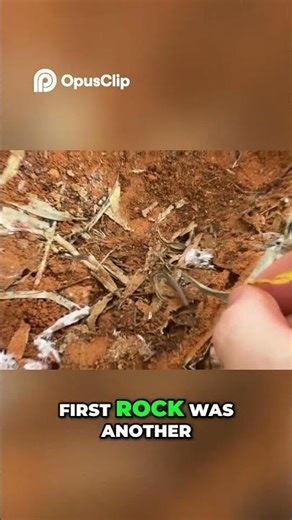 Australia Desert Deadly Animals & Giant Centipedes!
