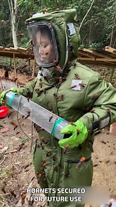 394K views · 345 reactions | Hornets Secured for Future Use #HornetScience #BugProtection #EcoPestStudy | YNP Media | Facebook