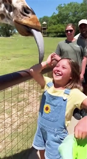 zebra and baby playing #animalfun #animallife #funnyanimal #animals #video #entertaininganimals