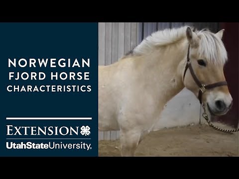 Norwegian Fjord Horse Characteristics