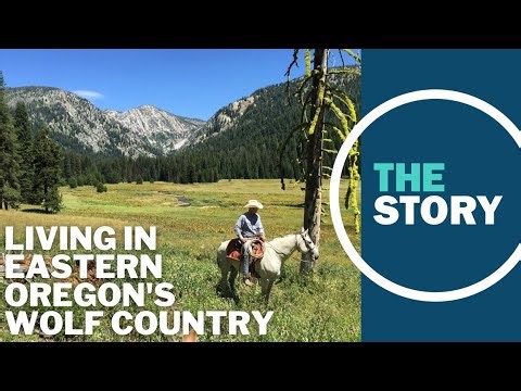 ‘We’re really struggling’: Eastern Oregon rancher’s dog killed by state-protected wolves