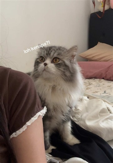 POV: punya kucing cowo yang kalo ngelakuin salah selalu minta maaf