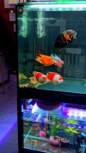 94K views · 1.5K reactions | Assorted Monsters -Clear MFT set up  #monsterfish #aquafranz #khbymft #cichlids #communitymonstertank #fishkeepingcommunity | AquaFranz | Facebook