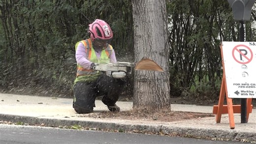 Brandon clears diseased trees from city's downtown