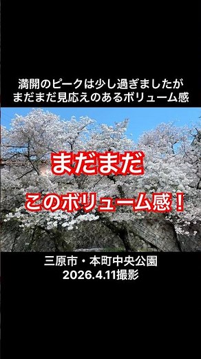 #三原市 #桜 #お花見 #四月は君の嘘 #広島県