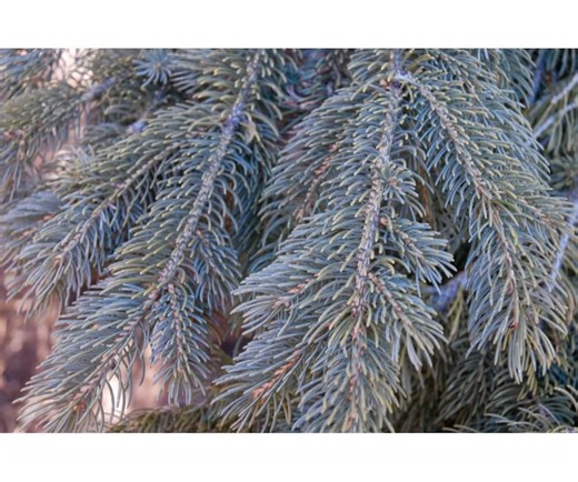 Weeping White Spruce Tree 18-24" ***live*** - Etsy