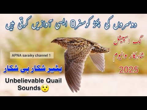 female quail noises | batair ki awaz lag | quail sounds