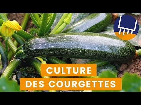 Grow courgettes easily (step by step)