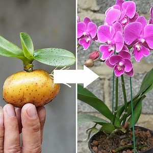 271K views · 2.1K reactions | Potato-Powered Orchid Propagation for Speedy Blooms  | DIY Balcony Garden | Facebook