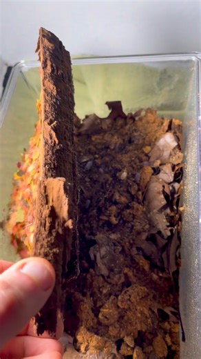 Roach Crossing on Instagram: "For some reason my Nesodillo arcangelii "Silver Ghost" culture has one of the most booming springtail populations of all my bins currently. Conditons seem just right to supporr Entomobrya griseoolivata and Coecobrya sp. "Tropical Pink" at equally infestation-y proportions! #isopod #springtails #bioactive #bugsofinstagram"