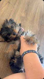 Everyone say hello to new pup Remi 🥰🥹🫶🏼 | Leading Paws