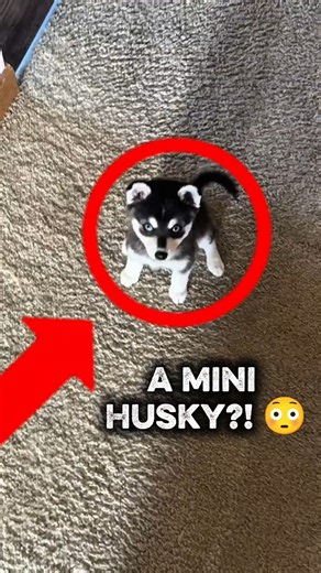 POV: A Husky but pocket-sized 😭🐺