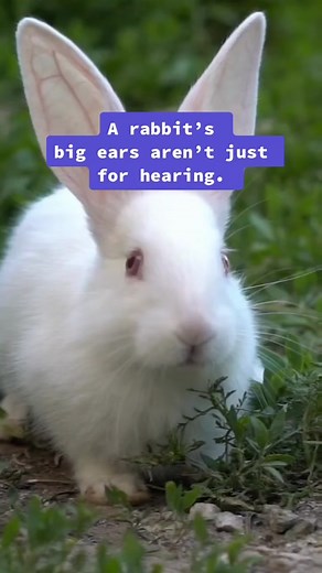 Rabbits can rotate their large ears 270 degrees! #AnimalFacts #rabbit #EduTok #ears