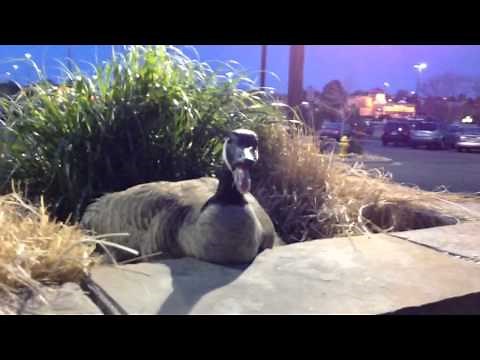 Hissing Goose