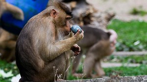 Quand l’IA aide à communiquer avec les animaux