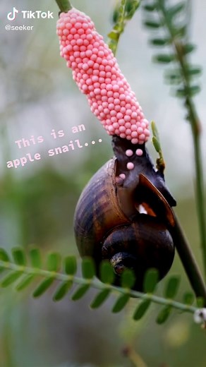 Seeker by The Verge on TikTok