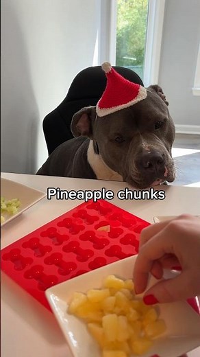 EASY GREEK YOGURT TREATS FOR DOGS FROM HIPPO ❤️ #dogshorts #dogtreats #dogrecipes #dogfood