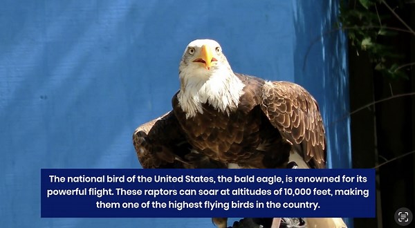 The 11 Highest Flying Birds in America