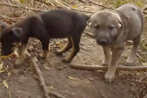 Frauen finden zwei Hunde im Park: Dabei fällt ihnen eine Sache sofort auf