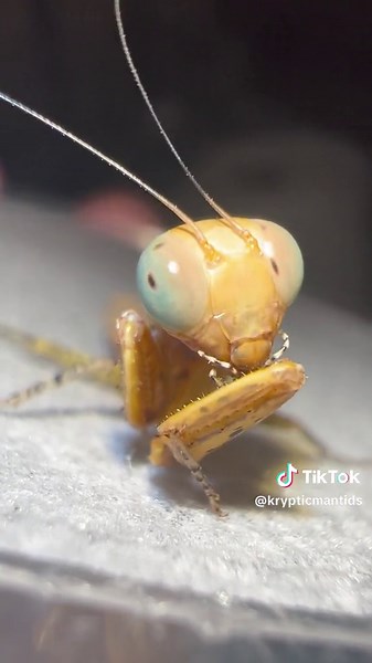 Panther Mantis (Tarachodula pantherina) #mantis #prayingmantis #nature #animals #insects #macro #fyp #foryou #trending #viral