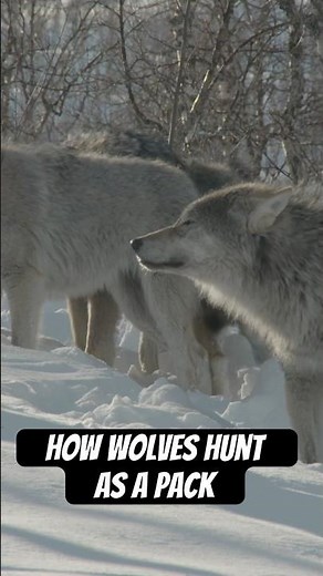 By working together, wolves can take down prey 20x their size. #wolf #naturepbs #animals #wildlife