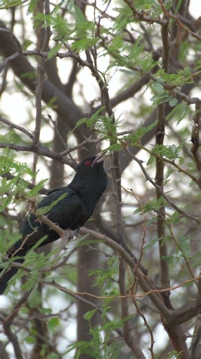 Monsoon Sound on, 🛎️🛎️🛎️ asian koel #koel#wildlife#birdshorts#birds #indianbirds #birdsongs#nature