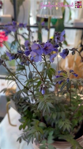 My Beautiful and Sweet-scented Polemonium/ Heaven Scent/ Jacob’s Ladder Plant. 💜🪻# shorts