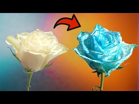 Color Changing Flower Experiment Colored Roses
