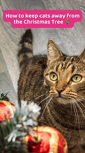 5.8K views · 67 reactions | Does your cat get a little too close to...