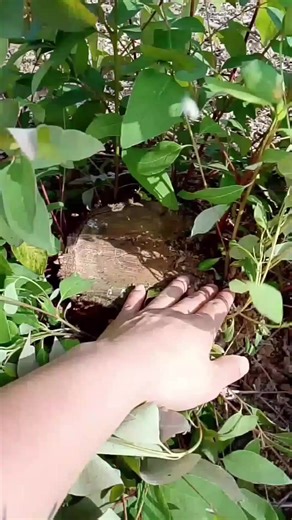 Kỹ Thuật Chọn Cây Mầm Tái Sinh Bạch Đàn Cao Sản