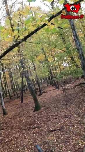 Pas facile entre tous ces arbres, vous avez des techniques ? #hunting #chasse #sangliers
