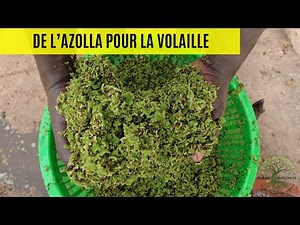 Comment nous utilisons l'azolla pour réduire le coût de l'aliment pour volaille