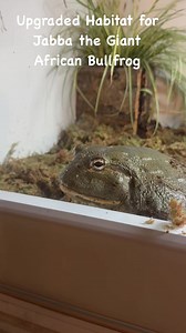 1.6K views | #bullfrog #frog #africanbullfrog #frogsofinstagram #frogs #amphibian #amphibiansofinstagram #pixiefrog #amphibians #bullfrogs #pyxicephalusadspersus #whitestreefrog #froggy #giantafricanbullfrog #frogmemes #toad #frogman #nature #tegu #bangbabyya #bluetongueskink #hognosesnake #python #dumerils #mexicanblacksnake #snakeandfrogman #texasratsnake #carpetpython #beautyratsnake #honduranmilksnake | A & S Animal Encounters | Facebook