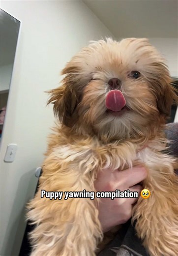 Adorable Puppy Yawning Compilation That Melts Hearts