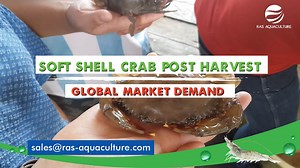 In this video, we explore the post-harvest techniques for soft shell crab and how it can impact the quality of the final product. We also delve into the commercial aspect of soft shell crab, discussing the various opportunities available for businesses and entrepreneurs looking to tap into this lucrative market. Additionally, we highlight some of the key markets for soft shell crab, including Asia and the United States, and provide insights into the demand trends, consumer preferences, and prici