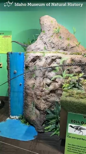 Idaho’s state dinosaur the Oryctodromeus recently got a new home! Thanks to Kristal Herrera and her artist perspective, she redesigned the display in ~100 hours giving this dinosaur a realistic exhibit to be remembered by! Come visit the Idaho Museum of Natural History and take a look into the burrowing dinosaurs lifestyle 100 million years ago. ✨ | Idaho Museum of Natural History